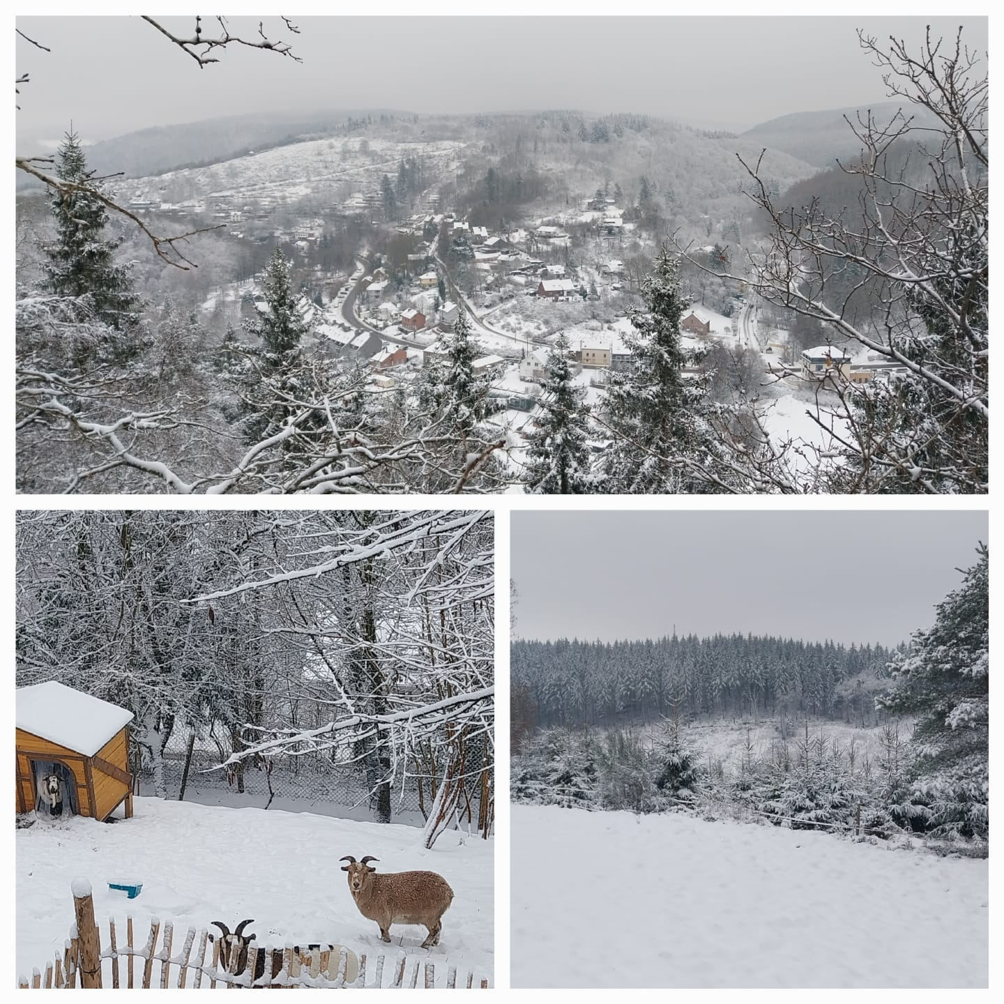 Hiver Ardenne belge